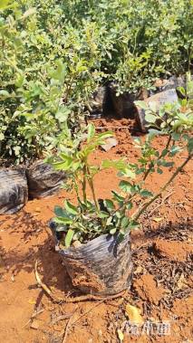 高度30厘米月季