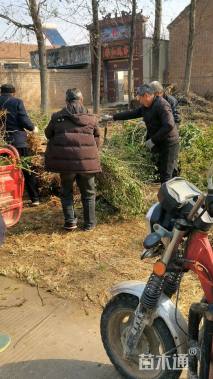 高度60厘米枸杞小苗