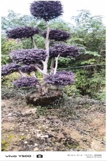 7公分造型红花继木桩