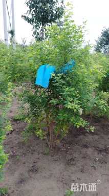 高度80厘米胡枝子