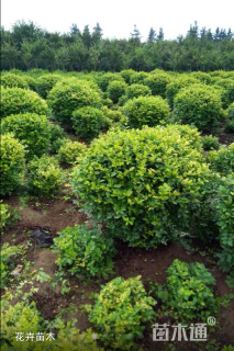 冠幅50厘米金叶女贞球