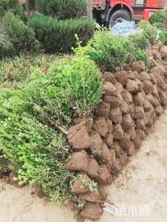 冠幅40厘米瓜子黄杨球