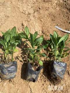 高度10厘米宿根福禄考