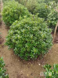 冠幅80厘米海桐球