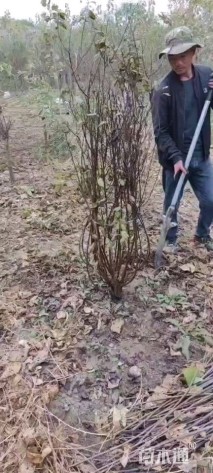 高度250厘米丛生榆叶梅