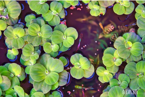 高度10厘米大薸