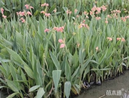 高度30厘米水生美人蕉