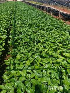 高度25厘米扶桑