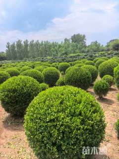 冠幅180厘米小叶黄杨球