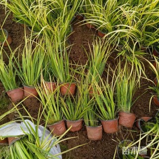 高度35厘米金叶石菖蒲