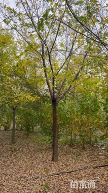 14公分朴树