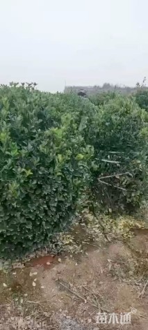 高度100厘米大叶黄杨