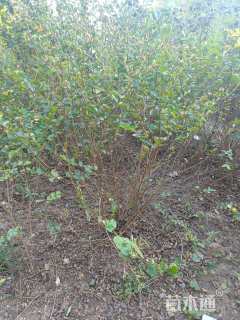 高度120厘米丛生紫薇