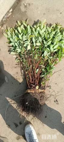 高度35厘米金丝桃