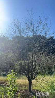 9公分染井吉野樱