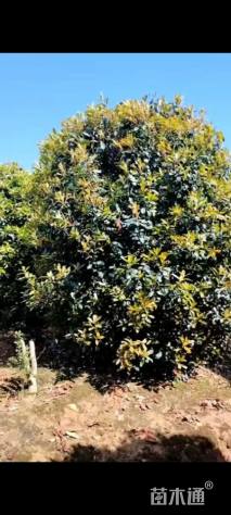 冠幅390厘米石楠球