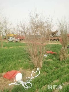 高度300厘米丛生花石榴