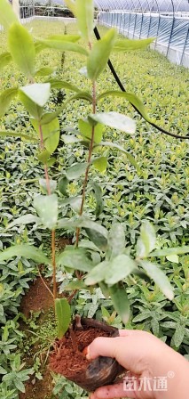 高度25厘米金丝桃