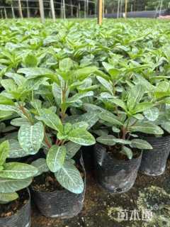 高度18厘米长春花