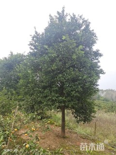 20公分丛生香橼