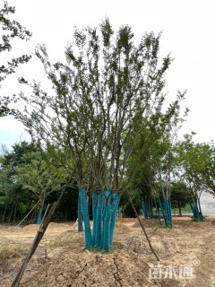 15公分丛生朴树