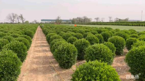 冠幅120厘米大叶黄杨球