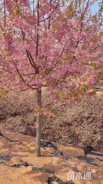 9公分红粉佳人樱