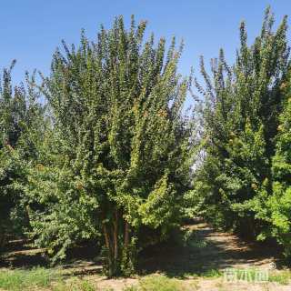 高度800厘米丛生三角枫