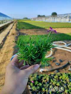 高度10厘米欧石竹