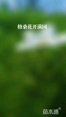 波斯菊种子
