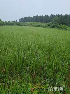 高度80厘米香根草