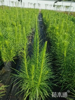 高度100厘米蛇鞭菊
