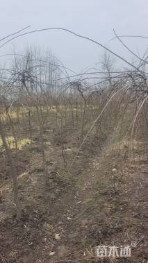 高度130厘米垂梅