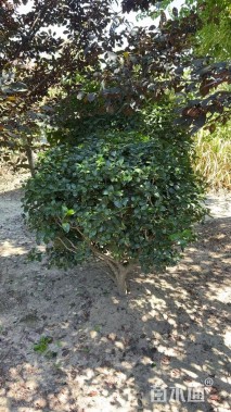 冠幅120厘米无刺枸骨球