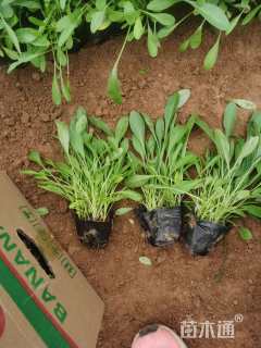 高度15厘米大花金鸡菊