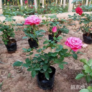 高度38厘米大花月季品种月季花