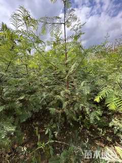 高度100厘米水杉小苗