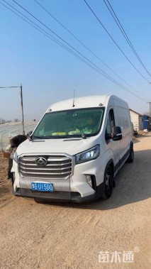 高度80厘米矮蒲苇