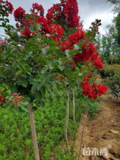 高度100厘米红花紫薇
