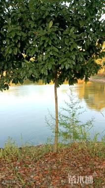 高度160厘米桂花小苗