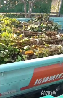 高度100厘米黄栌小苗