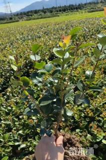 高度32厘米茶梅