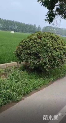 冠幅285厘米红叶石楠球