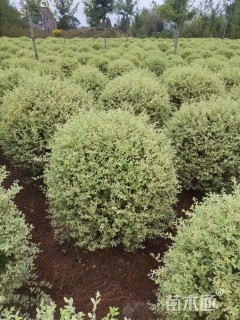 冠幅120厘米银姬小蜡球