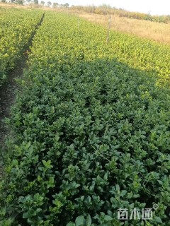 高度50厘米大叶黄杨