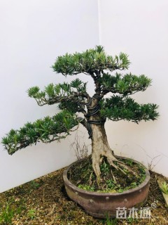 10公分雀舌罗汉松