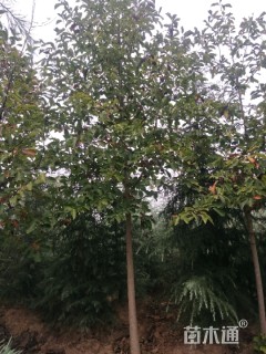 白玉兰