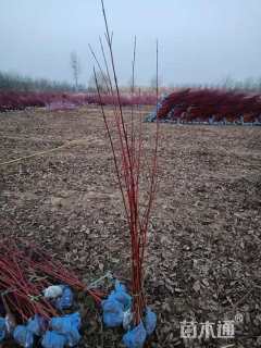 高度80厘米红瑞木