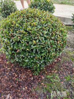 冠幅80厘米春鹃球