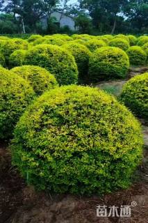 高度100厘米球花石楠